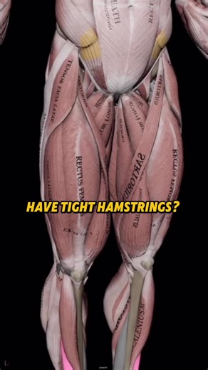 Squat University | Stretching isn’t always the answer to hamstring stiffness.🤯 . Shout out @muscleandmotion for the amazing anatomy graphics & @niquela__ for... | Instagram