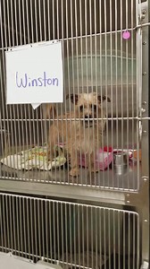 These are the small dogs available for adoption. #zapposforgood | Hawk Creek Animal Shelter