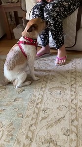 5.1K views · 336 reactions | Obi has arrived into rescue with us. He is in a foster home with a view to adopt. He is already enjoying himself so we have our paws crossed it will be a success! | Staffie and Stray Rescue | Facebook