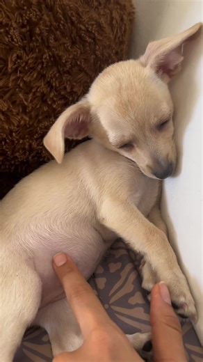 Te quiero mucho, perrito panzón: Humor en TikTok