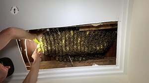 Vacuuming bees is what we do! And, before you ask, the bees are NOT HARMED. 🙂 🐝 I get the occasional cranky message from people concerned that I'm killing the bees to steal their honey. It's terrific that people are worried about bees, but I am definitely not exterminating bees, and I am not stealing their honey. I rescue bees from unwanted places. 🐝 I have a specialised bee vacuum that sucks bees into a modified beehive box. This helps me search for the queen and cut out the combs without hu