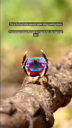 Meet Sparklemuffin: The Enchanting Peacock Spider.