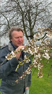 The Secret Behind Those Stunning Spring Blooms #gardening #springflowers