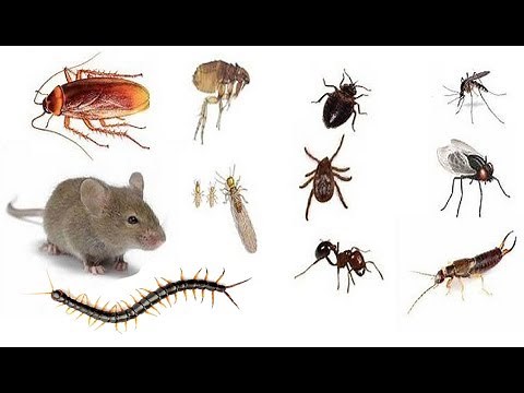 Libera tu Casa de Insectos con estos 8 Remedios Caseros y Sin Químicos!