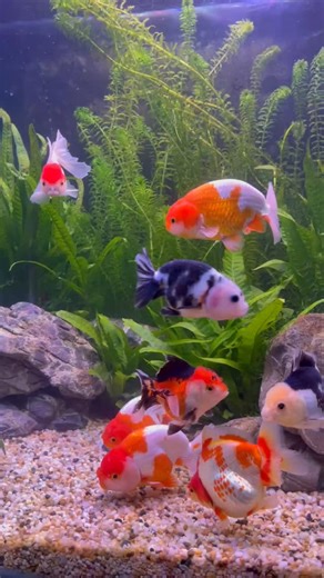 Shop online at The Fish Farm for Australian bred & imported fish delivered to your door in QLD, NSW, SA, VIC & ACT. #TheFishFarm #aquarium #aquariumfish #Scapeshop #aquariumplants #goldfish | Thefishfarm.com.au