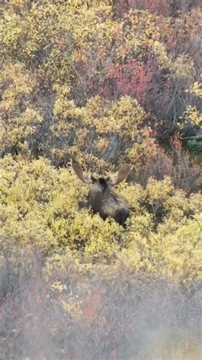 Watch this giant yukon moose hunt! 🫎