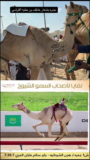 جمره لـ عاطف عطيه سابقاً، حالياً جمره لـهجن الشحانيه. #الجنرال_للهجن #سباق_الهجن #hjn_88 #صور_هجن