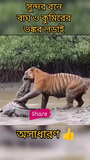 10K views · 38 reactions | SUNDARBAN TIGER &CROCODILE FIGHT #Tigerfight #Crocodile #Sundarban #Wildlife #Tourismsundarban | Deshbandhu Sardar | Facebook