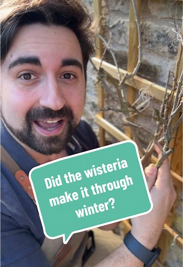 I often get asked if people’s Wisterias have finished off in the winter. But these hardy climbers are usually just in their dormant state. Here’s my quick gardeners tips for beginner gardeners on how to check if your climbing plant is healthy. #gardeningforbeginners #gardeningtips #gardener #wisteria #planttips