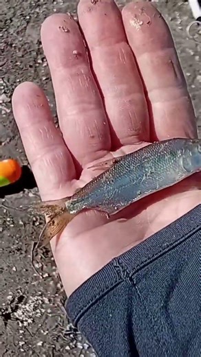 #fishingreels #fishing #fish #fishingline #carpfishing #carp #fishermen