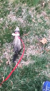Watch Ferret Harness and Leash walking vest on Amazon Live