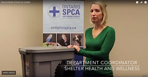 Programs to help feral cats & their caregivers - Ontario SPCA and Humane Society