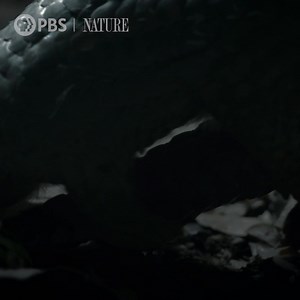 Follow six tiny animals on the greatest adventures of their lives. | Nature | PBS