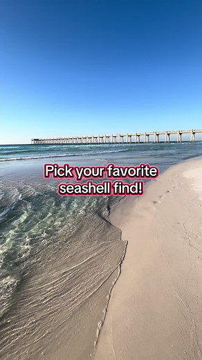 Top Seashell Finds from Navarre Beach