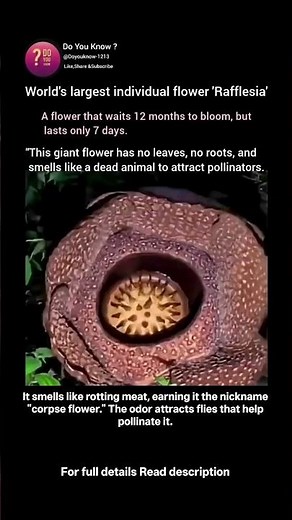 Nature's Largest Flower Has Bloomed!