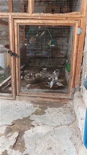 Java enjoying summer bath #javasparrow #birds #birdsmarket #fawnjava