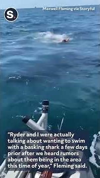 Man Accidentally Jumps In Water With Great White Shark Swimming Around Him