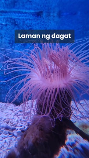 A sea anemone, a marine animal named for its resemblance to the...