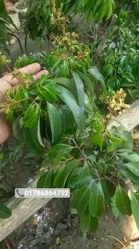 সকল প্রকার দেশি বিদেশি চারা নিতে যোগাযোগ করুন 01786864792