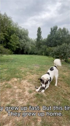 Adopted… Then Returned 💔 Look At Her Now | Rescue Dog Transformation