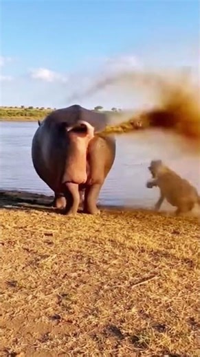 Hyena VS Hippo: Unbelievable Encounter Caught on Camera!