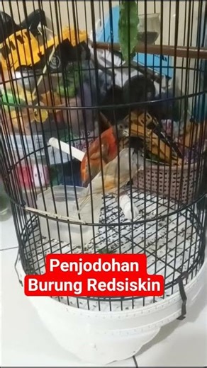 The mating process of Redsiskin birds #birdmating #redsiskin #redsiskinlaying eggs