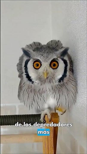 Este animal caza sin que lo escuches!🦉