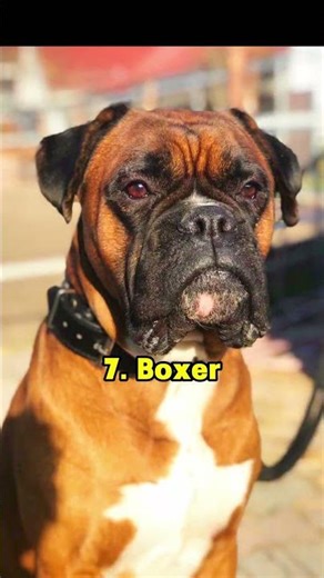 Top 10 Strongest Dogs in the world ,That'll Blow Your Mind! #funny #dogs #pets