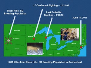 Connecticut Mountain Lion: Why and How It Got Here