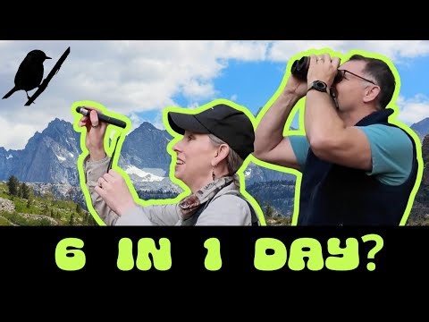 Can We Find 6 RARE California Birds in One Day?