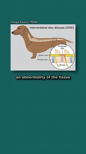 The Dr. Molly Says Podcast | Here’s a quick breakdown of intervertebral disc disease in dogs 🐶 #veterinarian #petowners #dogowners #ivdd #doghealth | Instagram