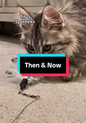 Bebe the Maine Coon: Then & Now