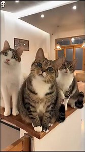 How to communicate with Cat_ | PawLoop