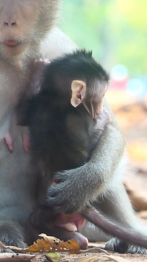 Cuddle time #LovelyMonkey #SalisMonkey #SpringMonkey #AmberTroop | Lovely Monkey
