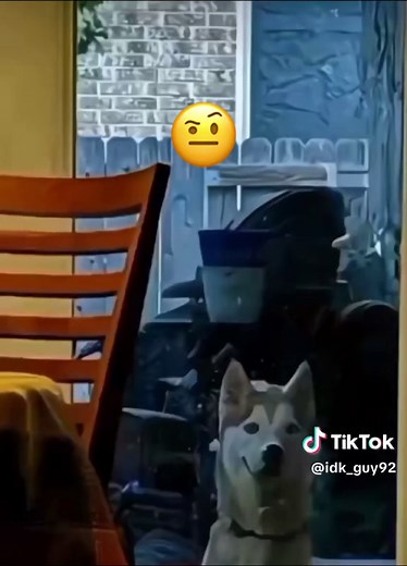 #Smile dog original#fypシ#smiledog#foryou