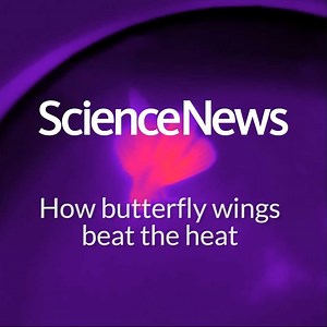 6.1K views · 45 reactions | Delicate butterfly wings are pretty cool — literally, thanks to special structures that protect them from overheating in the sun. Learn more: https://www.sciencenews.org/article/butterfly-wings-heat-temperature-nanostructures | Science News Magazine | Facebook