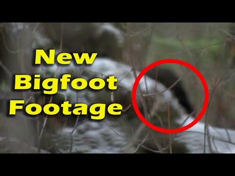 New Bigfoot Video Still. Todd Standing's new Sasquatch footage