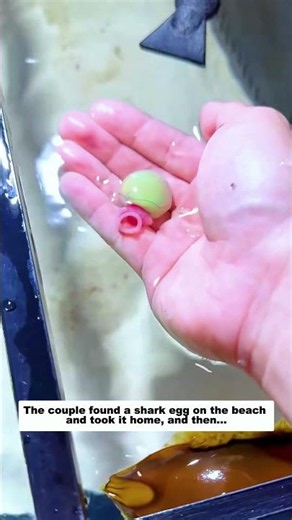 The couple found a shark egg on the beach and took it home, and then...