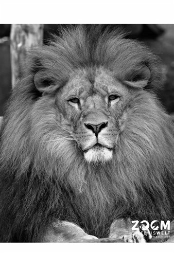 Abschied von einer ganz besonderen Löwenpersönlichkeit: Mach es gut, Bantu 🦁✨ Schweren Herzens mussten wir uns gestern von unserem Löwenmännchen Bantu verabschieden. Er wurde aufgrund zunehmender gesundheitlicher Probleme im Alter von 14 Jahren eingeschläfert. Bantu war für einen Löwenkater etwas ganz Besonderes. Er war eine „zu gute Seele für diese Welt“, wie ihn seine Tierpfleger liebevoll beschreiben. Seit er im Mai 2015 aus dem Zoo Dortmund zu uns nach Gelsenkirchen kam, beeindruckte er all