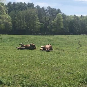 1.7K views · 133 reactions | Barney and Jim rolling around in their field at the Education Barn. #pinelandfarms #maine #horses #educationbarn #farmlife | Pineland Farms | Facebook