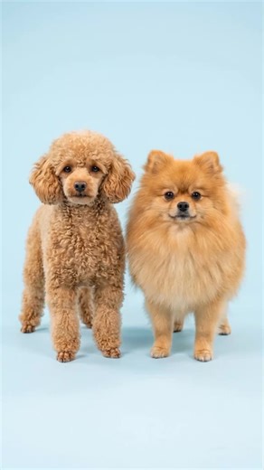 Exploring Toy Poodle Crossbreeds: Discover Unique Combinations
