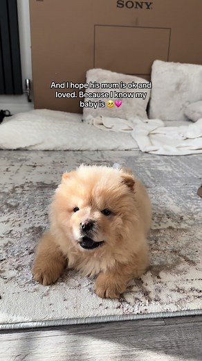 Chow Chow Puppy Safety and Love | Heartwarming Moments