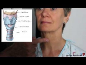 Examination of the Trachea