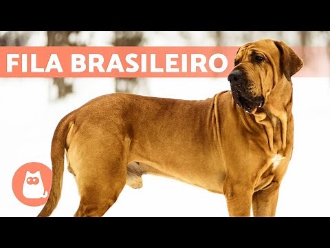 FILA BRAZILÑO Dog Breed 🔥 Characteristics, Care and MORE