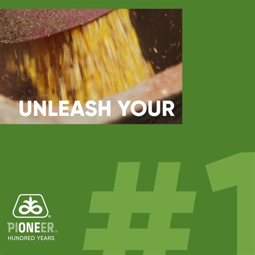Ready to be part of the #1 seed brand? Our corn products are designed for your fields and are built to address key challenges, including disease management, yield stability, and insect protection. | Pioneer Seeds