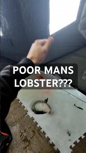 WATCH Luca Fillet and make poor man’s lobster with this Burbot/Lingcod VIDEO BELOW #burbotfishing