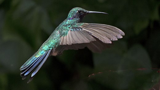 Colibri : taille, description, biotope, habitat, reproduction