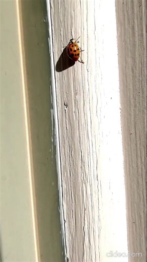 9 -Spotted "she's a Lady" Bug crawling up & down the siding. Nashville Tennessee USA 🎶 #ladybugs