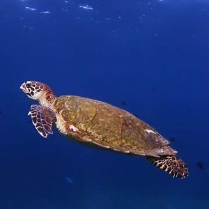 2.2K views · 13 reactions | Just cruisin around  : @travisthormatteson | Madison Ashley | Facebook