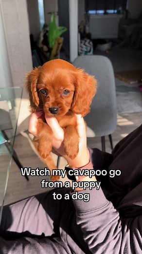 Adorable Cavapoo Transformation: Puppy to Dog